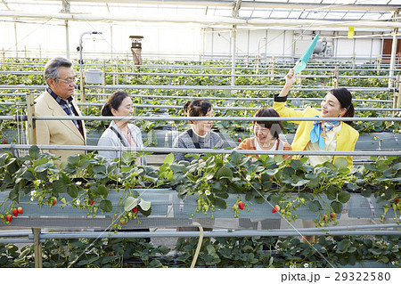 イチゴ狩りツアー イチゴ狩りツアー 29322580