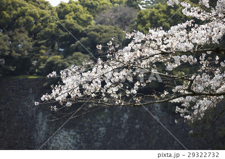 満開の桜 千鳥ヶ淵 満開の桜 千鳥ヶ淵 29322732