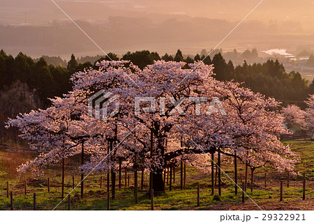 観音桜 観音桜 29322921