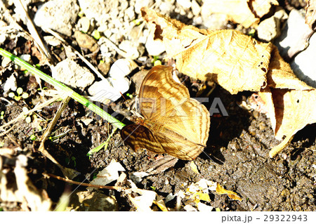 タテハ タテハチョウ科 マダラチョウ科 29322943