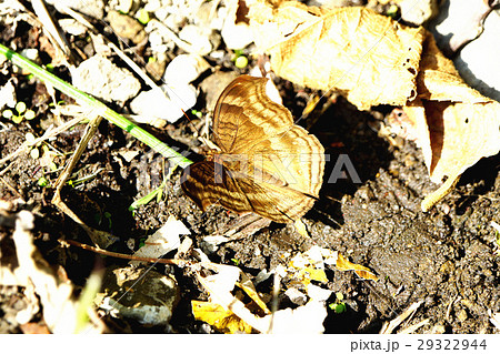 タテハ タテハチョウ科 マダラチョウ科 29322944