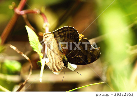 タテハ タテハチョウ科 マダラチョウ科 29322952