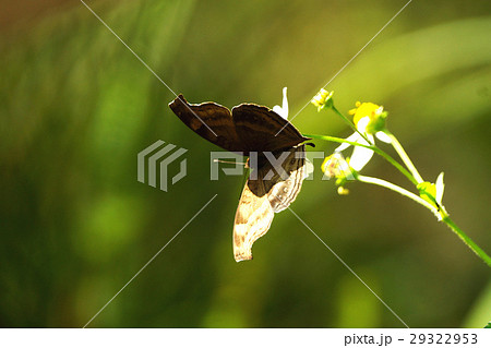 タテハ タテハチョウ科 マダラチョウ科 29322953