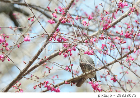 寒緋桜とひよどり 29323075
