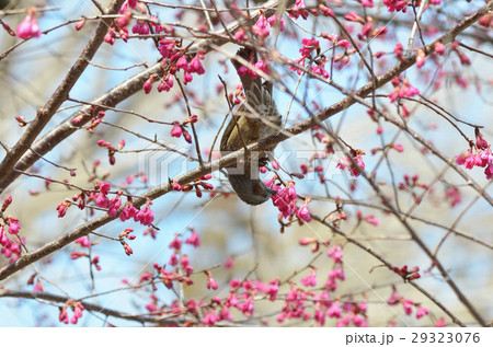 寒緋桜とひよどり 29323076