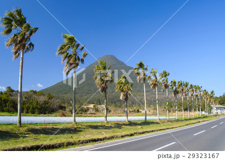 ビロウ樹と開聞岳 ビロウ樹と開聞岳 29323167