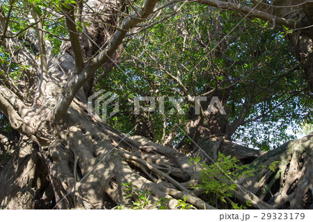アコウの木 アコウの木 29323179