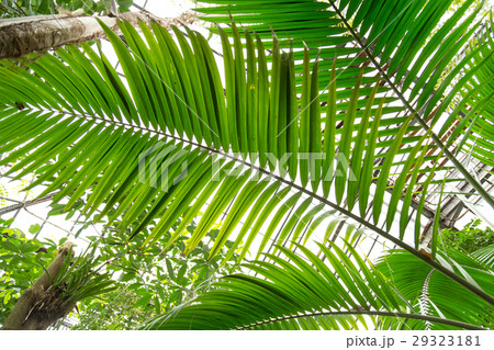 Palm leaves green background pattern 29323181