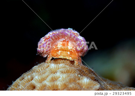 カイカムリ 沖縄の海 カイカムリ 沖縄の海 29323495