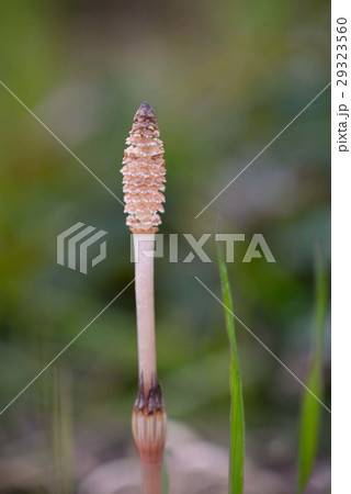 相模川土手で見つけた土筆 相模川土手で見つけた土筆 29323560