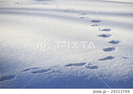 冬景色 雪景色 雪面模様 動物の足跡 背景素材 テクスチャーの写真素材
