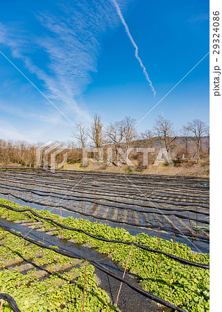 長野　早春の大王わさび農場 29324086