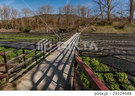 長野　早春の大王わさび農場 29324088