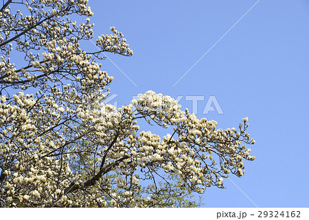 ハクモクレン(白木蓮) ハクモクレン(白木蓮) 29324162