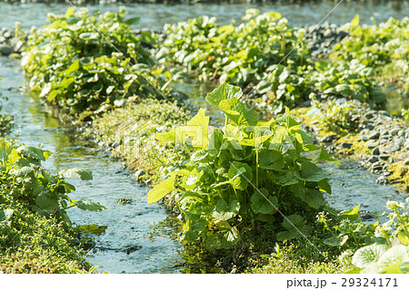長野　早春の大王わさび農場　わさびの葉と花 29324171