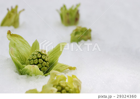 ふきのとう 29324360