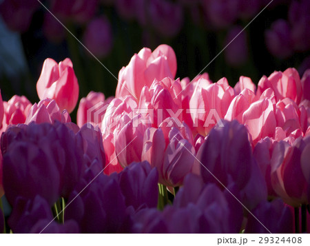 チューリップ ピンク チューリップ ピンク 29324408