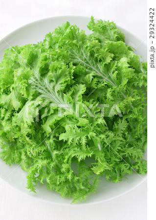 サラダわさび菜 29324422