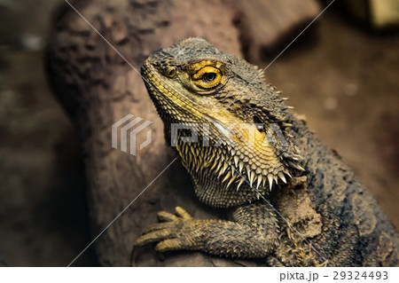 iguana iguana 29324493