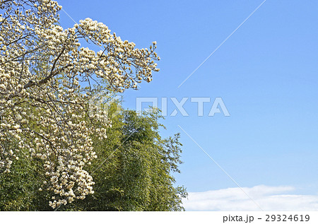 ハクモクレン（白木蓮） 29324619