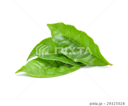 green tea leaf isolated on white background 29325028