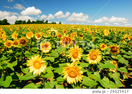 ひまわり畑 ひまわり畑 29325417