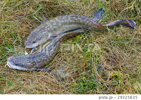 Two caught Siberian burbots Two caught Siberian burbots 29325635
