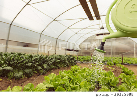 Young woman watering green salad in greenhouse in 29325999