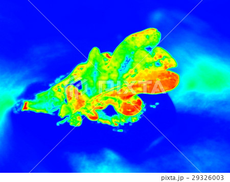 Infrared scan of leaf in river. Oak lea in stream 29326003
