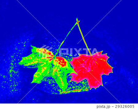 Infrared scan. Maple and  oak leaves in stream 29326005