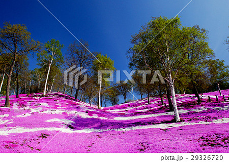 芝桜庭園 芝桜庭園 29326720