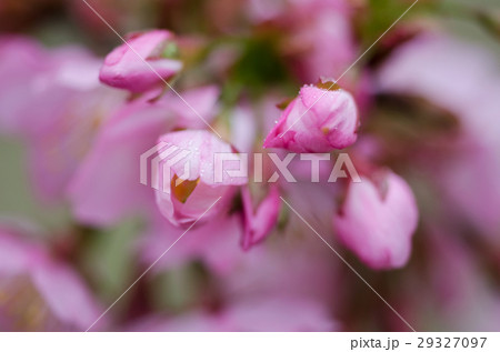 桜まつり さくらまつり さくら祭 29327097