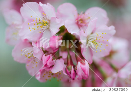 桜まつり さくらまつり さくら祭 29327099