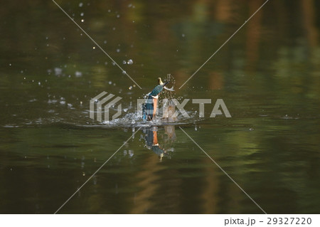 カワセミの魚捕りC2 29327220