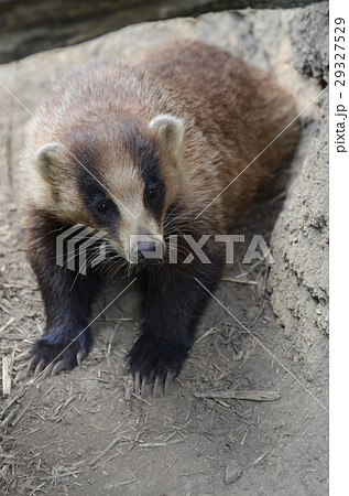 ニホンアナグマの写真素材