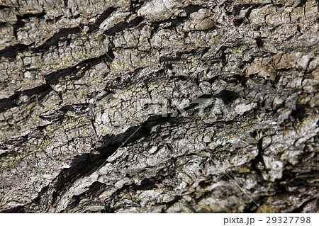 Bark of a tree 29327798