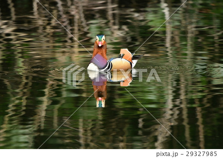 散在が池のオシドリ8 散在が池のオシドリ8 29327985