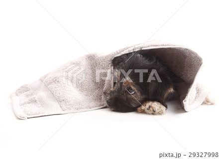 Young Terrier on the blanket Young Terrier on the blanket 29327998
