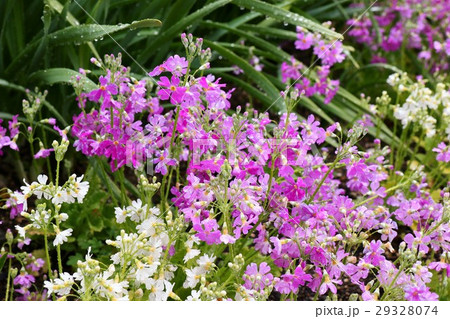 雨の日:花壇の花「さくらそう」大阪府枚方市 雨の日:花壇の花「さくらそう」大阪府枚方市 29328074
