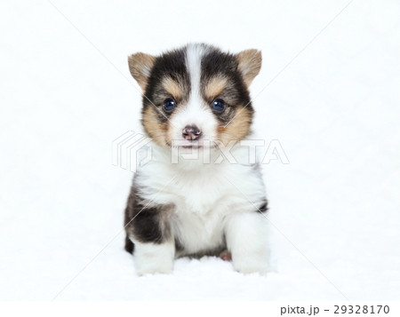 コーギー子犬 29328170