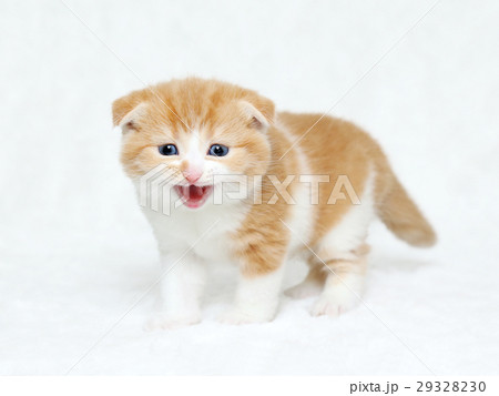 スコの子猫 29328230