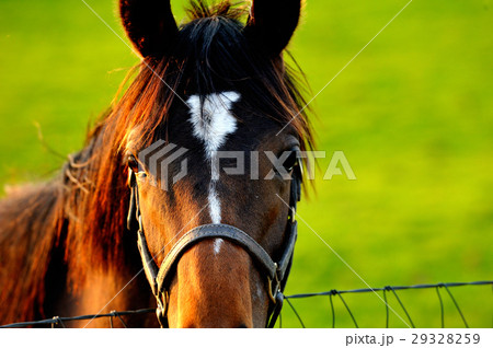 サラブレッド 29328259