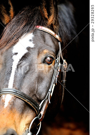 サラブレッド 29328265