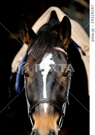 サラブレッド サラブレッド 29328267