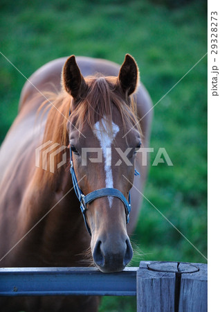 サラブレッド 29328273