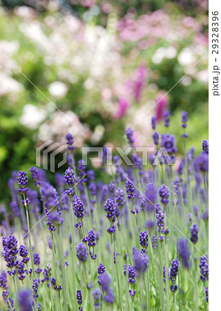 ラベンダー 29328396