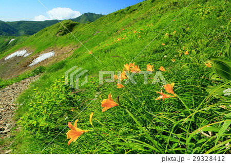 ニッコウキスゲ咲く夏の飯豊連峰の登山道と大日岳遠望 ニッコウキスゲ咲く夏の飯豊連峰の登山道と大日岳遠望 29328412