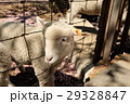 困った仔羊 29328847