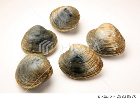 ホンビノス 29328870