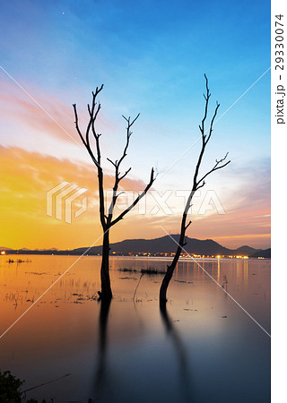 Dead tree in the lake Dead tree in the lake 29330074